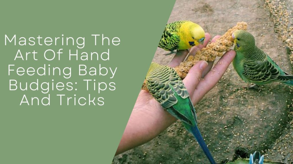 Feeding Baby Budgies