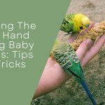 Feeding Baby Budgies