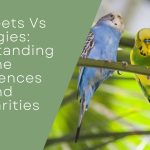Parakeets Vs Budgies
