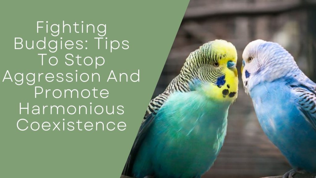 Fighting Budgies