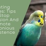 Fighting Budgies