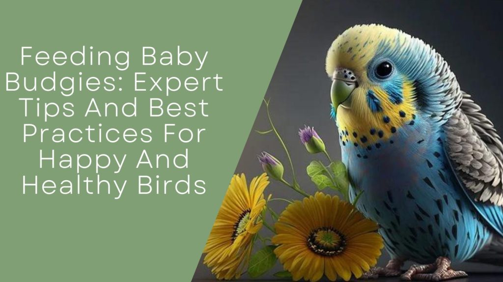 Feeding Baby Budgies