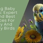 Feeding Baby Budgies
