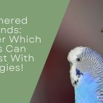 Which Birds Can Coexist With Budgies