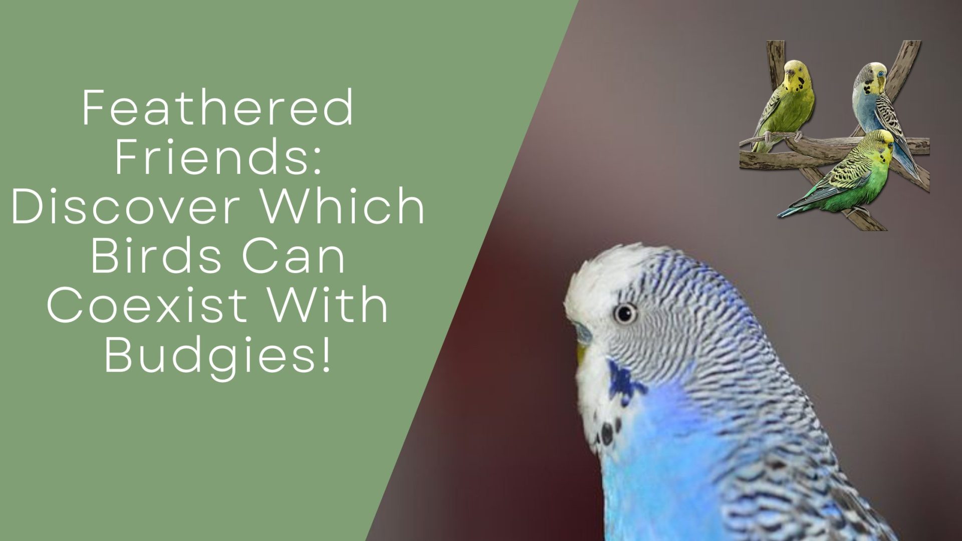 Which Birds Can Coexist With Budgies