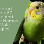 Creative Names For Male Budgies