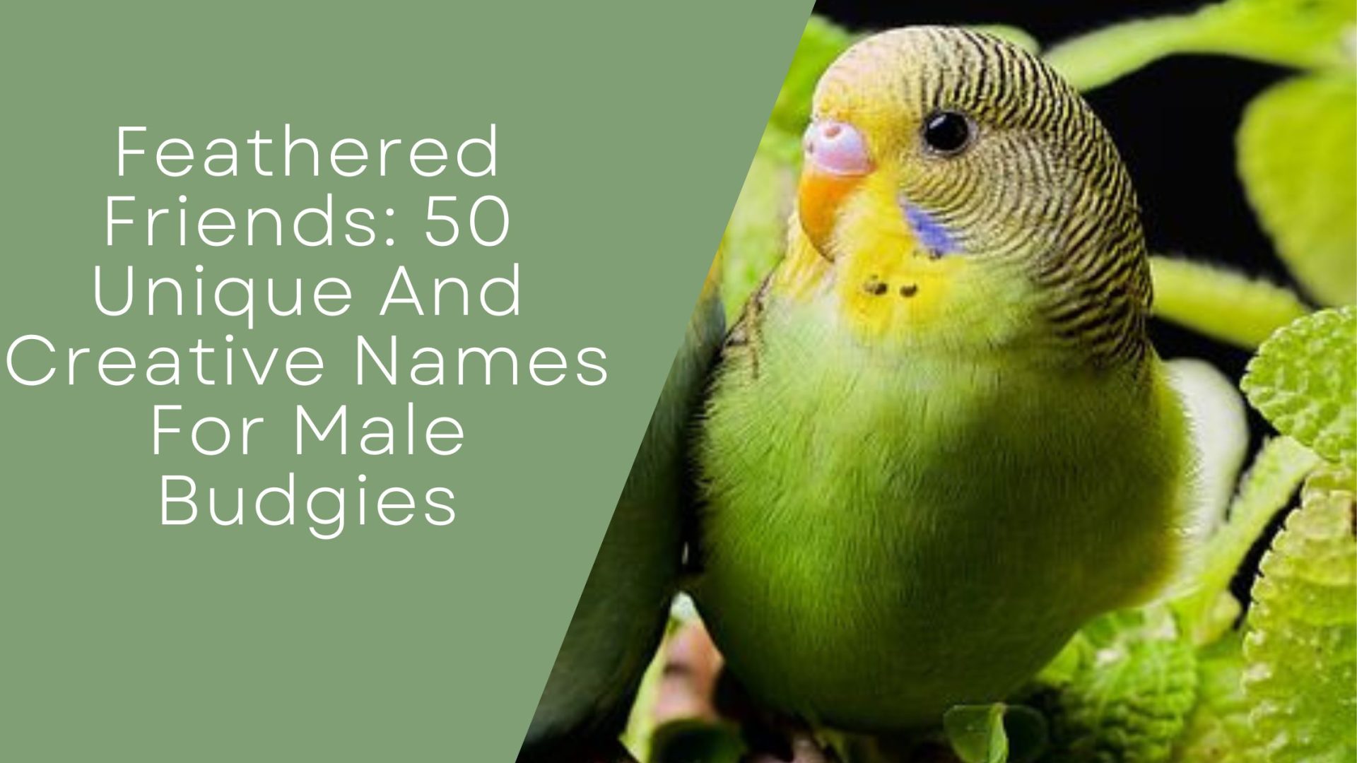 Creative Names For Male Budgies