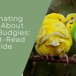 Fallow Budgies