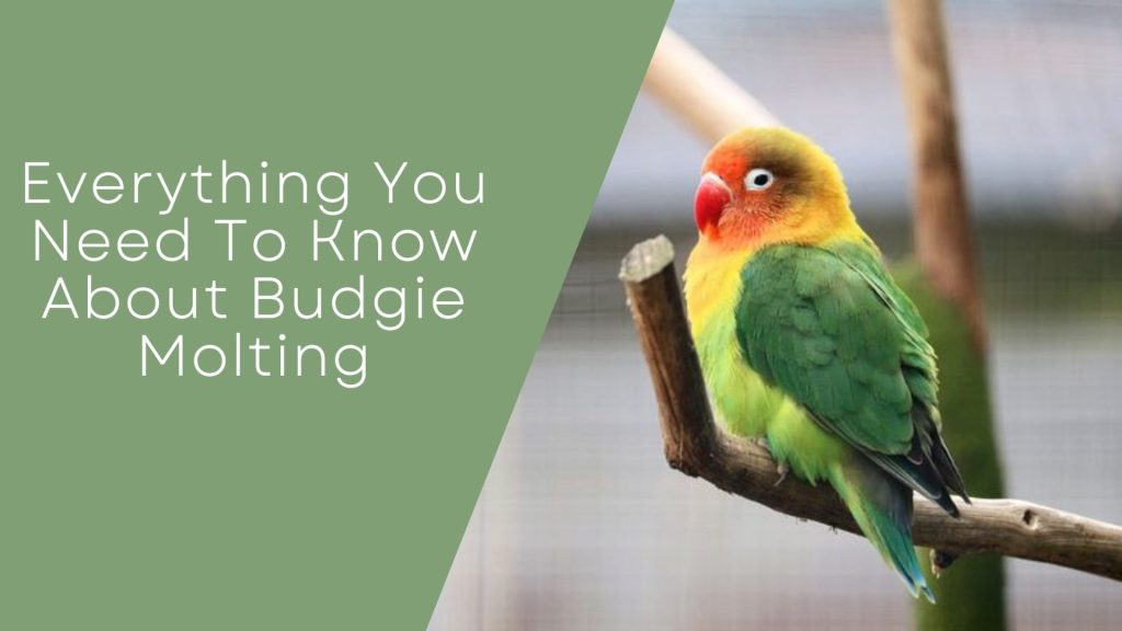 Budgie Molting