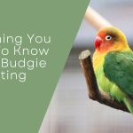 Budgie Molting