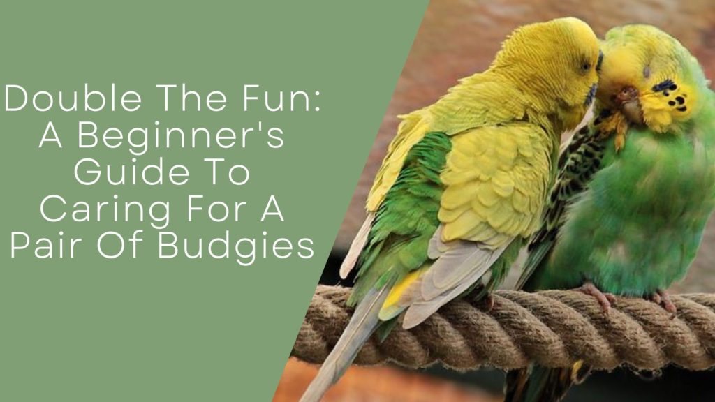Caring For A Pair Of Budgies