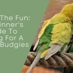 Caring For A Pair Of Budgies
