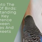 Difference Between Budgies And Parakeets