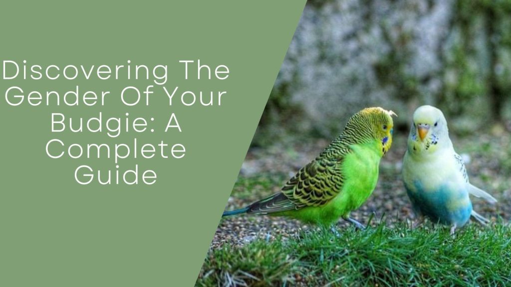 Gender Of Your Budgie