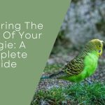 Gender Of Your Budgie