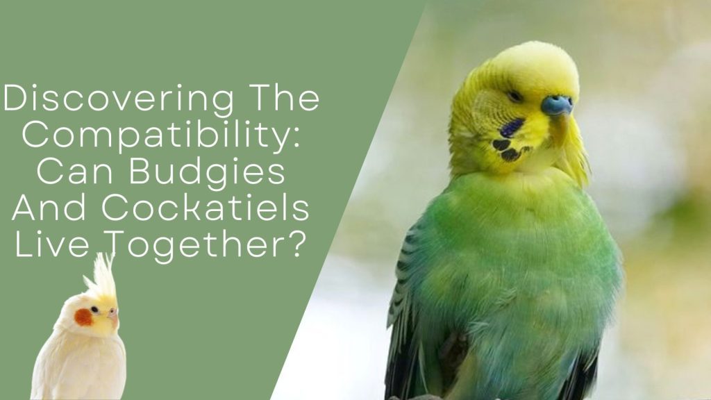 Can Budgies And Cockatiels Live Together