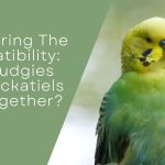 Can Budgies And Cockatiels Live Together